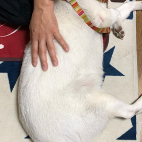マッサージされる白い柴犬の画像