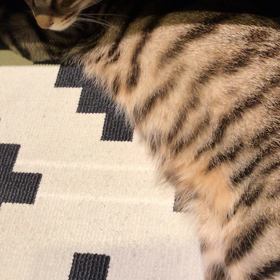 すねてるの画像