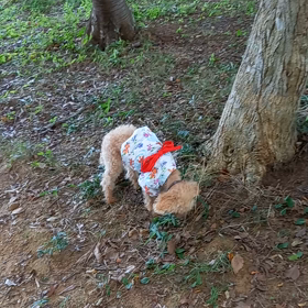 浴衣が似合う、万理菜の画像