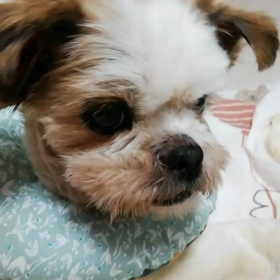 ( •_• )何か…お口が変なんだけどの画像