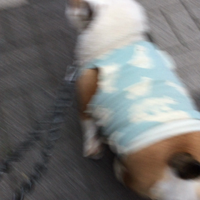 あさんぽの画像