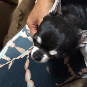 あまあま、リルの画像