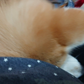 秋田子犬の甘え方の画像