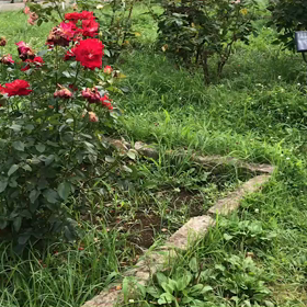 ♪お散歩動画♪代々木公園♪の画像