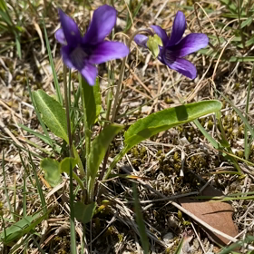 先祖供養に、、、なんでそんな高額なお金がいるん？の画像