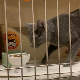 お泊り♡シアンちゃんの画像