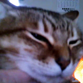 甘えん坊の画像