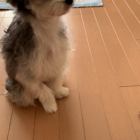 デキる女　いとちゃんの画像