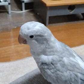 秋ちゃんのにがてなものの画像