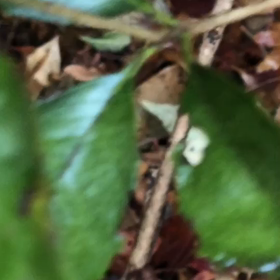 迷い猫さん？呼んだら来たよの画像