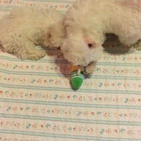 嵐メンバー‥おもちゃの取り合い〜☆の画像