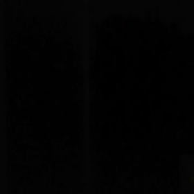 キツネの鳴き声。の画像