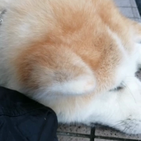 さあ散歩出発と思ったらけっこうな☔！カッパを着込んで再スタートと外へ出たら、止んでた。あとは、の画像