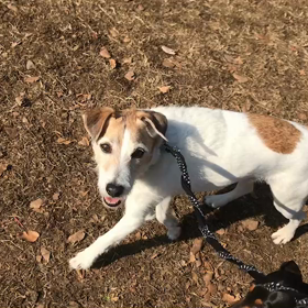 ♪お散歩動画♪代々木公園♪の画像