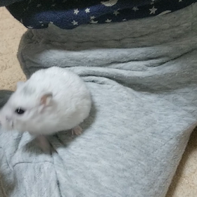 ハムスターの画像