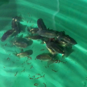 うろこカップ2020-7の画像