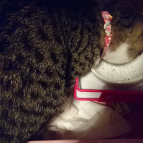 心春さんの画像