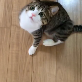 ＊ 番外編 ~動画~の画像