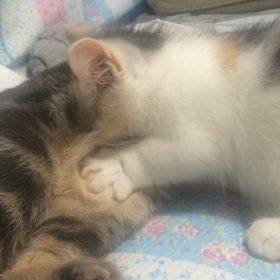 １０日目の画像