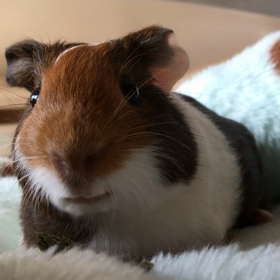 可愛いお口の画像