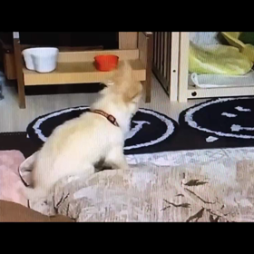 脳腫瘍グリオーマといわれて　【　始まり　～　現在まで　㉖　】の画像