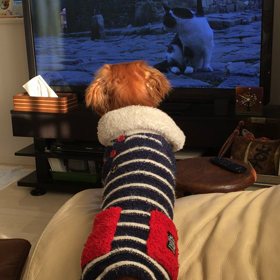 テレビで狩りします？！の画像