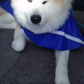 今朝は雨☔、飼い主の心も☔、まあこんな時もあるだろう⁉️でも未来丸がいてくれるからいいか！朝散の画像