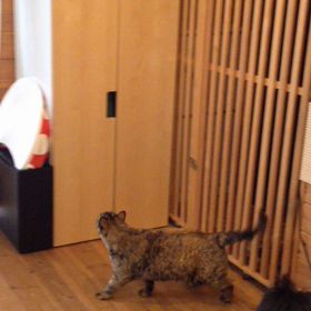 動画 うた、やらかす。の画像