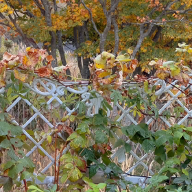 雪虫出て来たの画像
