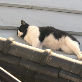 ダイエットタイムベビーの画像