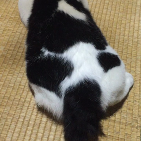 余は満足じゃ〜の画像