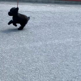 愛犬美容室MOCO うちの子シリーズの画像