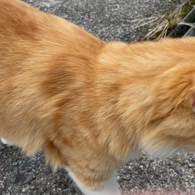 捨て猫か？の画像