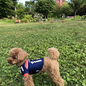 ワンコOKイタリアン〜オステリアディエチの画像