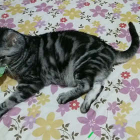 *15歳から老猫*の画像