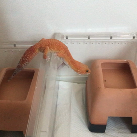 ティム凹さま　夜這いに行くの巻の画像