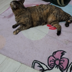 夕方のひとときの画像