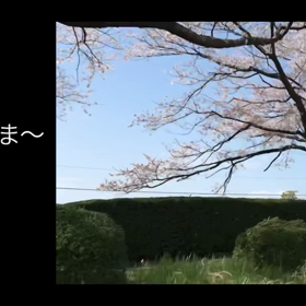桜並木と猫の画像