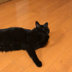 本日のにゃんずの画像