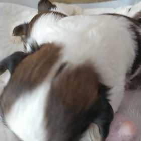 シーズー赤ちゃん♪17日目の画像