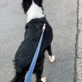 あさんぽの動画の画像