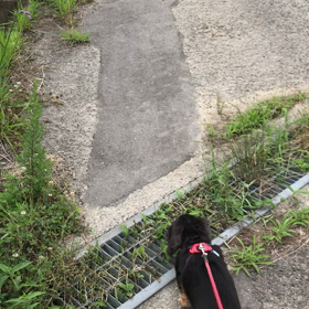 坂道のお散歩の画像