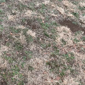 12月19日10わんこと2時間遠足　代々木公園表参道の画像