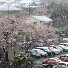 雪景色の桜の画像