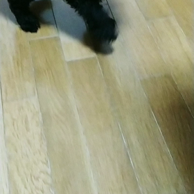 嬉しい１週間♪と一丁前な仔犬(^○^)の画像