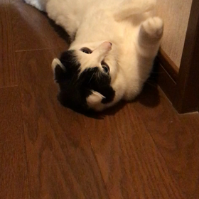 5/1のさぶちゃんの画像