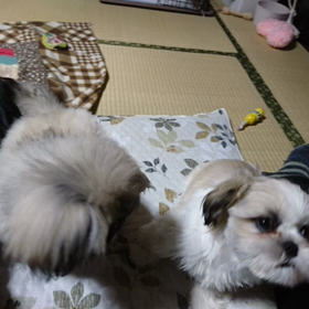 器用なつむ(シーズー)??の画像