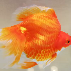 カイの冒険(飯田琉金♡居眠りあくび動画)の画像