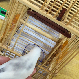 竹カゴ慣らしてますの画像