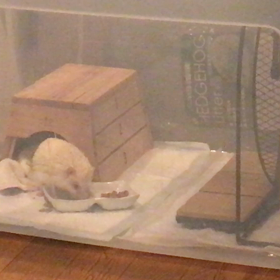 シュガーさんのご飯の食べ方の画像